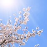 少し意識するだけで見違える！ 桜写真を美しく見せるコツ② ブログ