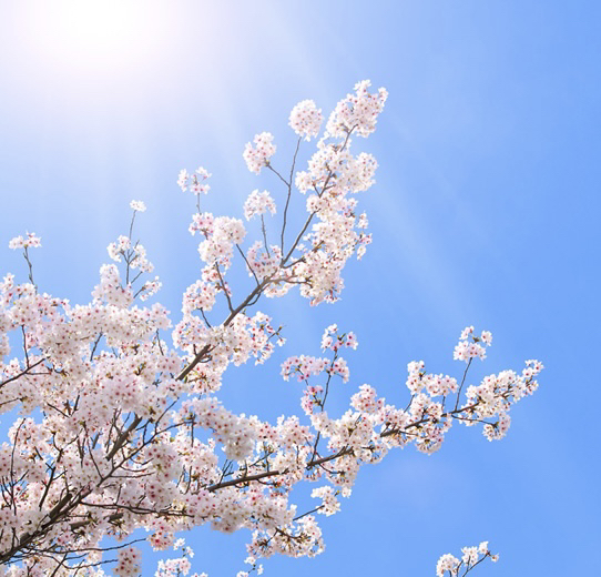 少し意識するだけで見違える！ 桜写真を美しく見せるコツ-ブログ